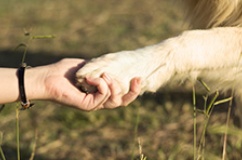 Animali e Diritti