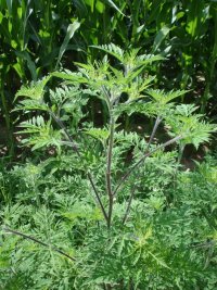 fotografia ambrosia artemisiifolia